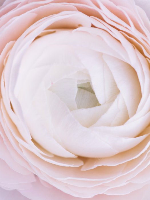 Poster Pinkfarbener Hahnenfuß-Blume Nahaufnahme