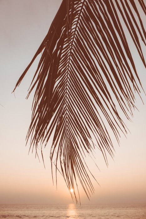Poster Meereslandschaft bei Sonnenuntergang mit Palmenblatt