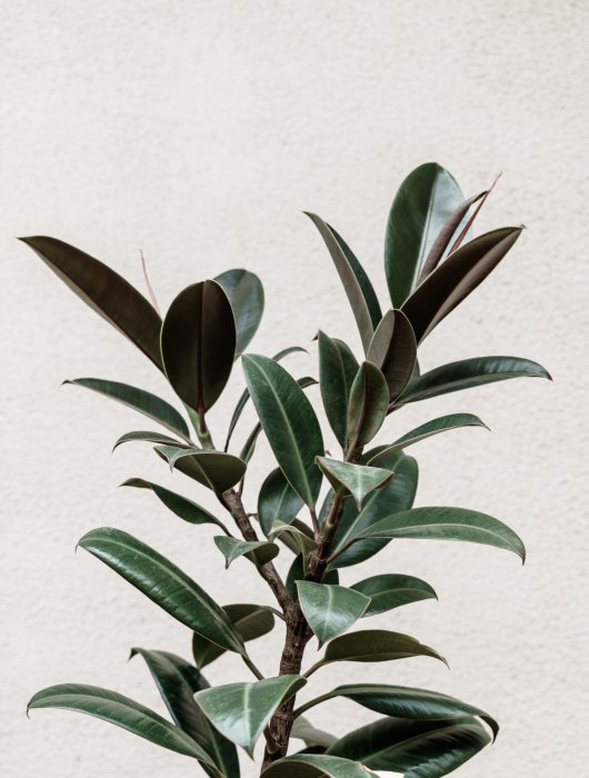 Poster Feigenbaum grüne Pflanze