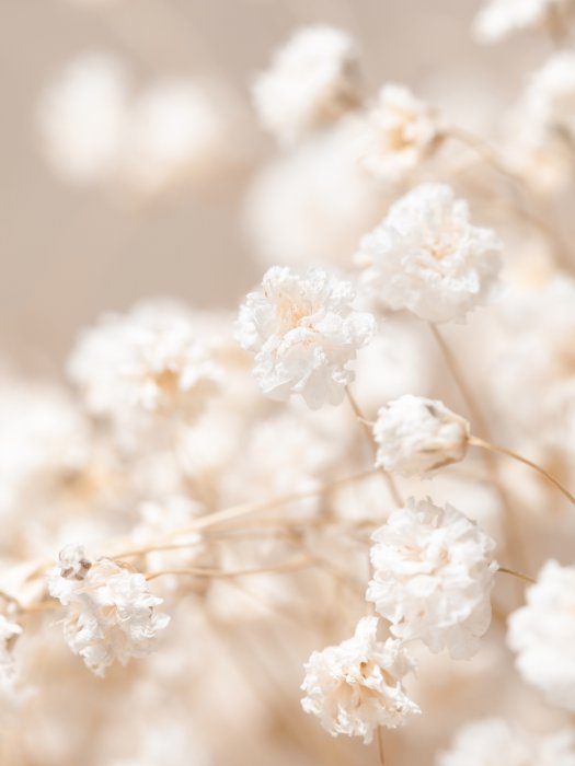 Poster Zarte weiße Blumen im Boho-Stil