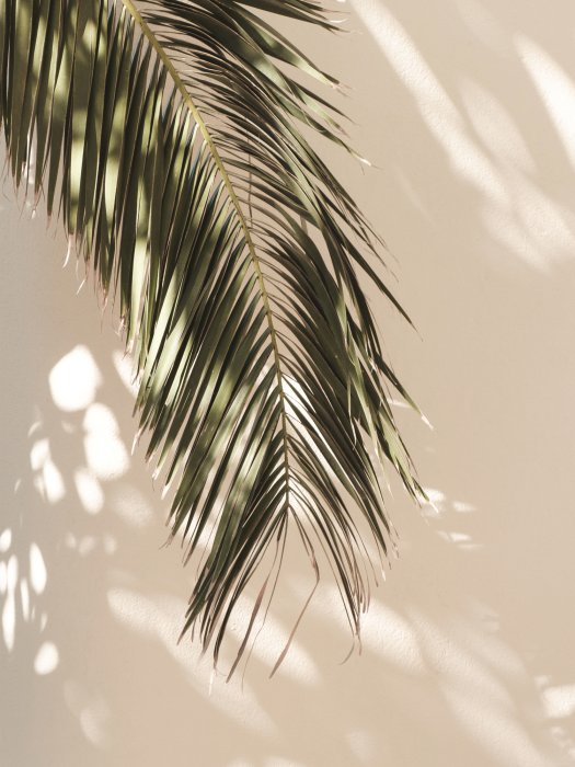 Poster Grünes Palmblatt auf beigem Hintergrund im Boho-Stil