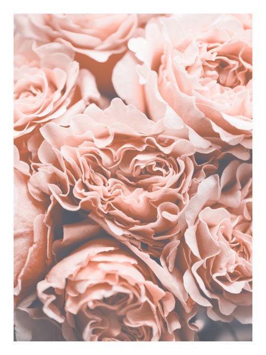 Poster Rosa Rosen Blumen im Vintage-Stil