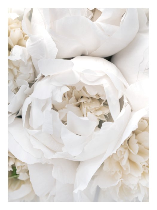 Poster Weiße Rosen romantische Blumen aus der Nähe