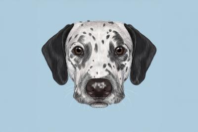 Fotobehang Dalmatiër op een lichte achtergrond