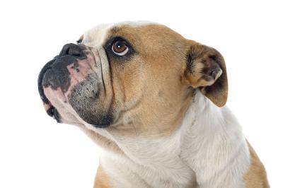 Fotobehang Engelse Bulldog in een portret