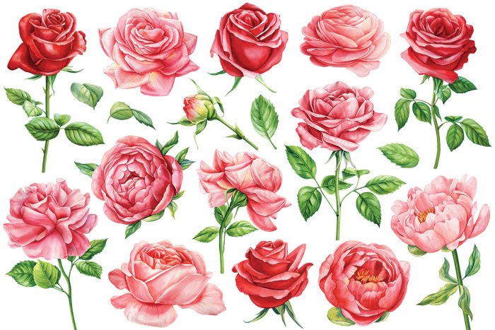 Sticker Rozen en pioenrozen met bladeren in aquarelstijl.
