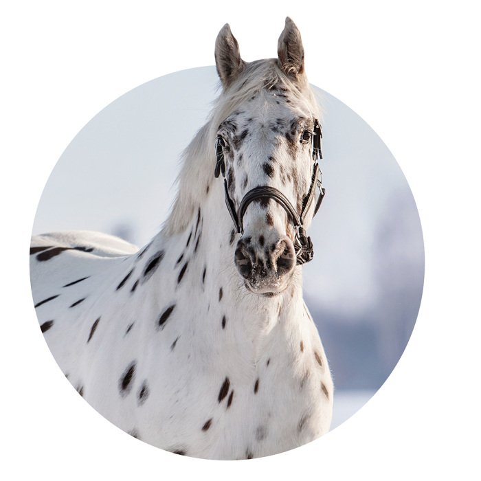 Sticker Een witte uil met zwarte stippen tegen een winterlandschap.