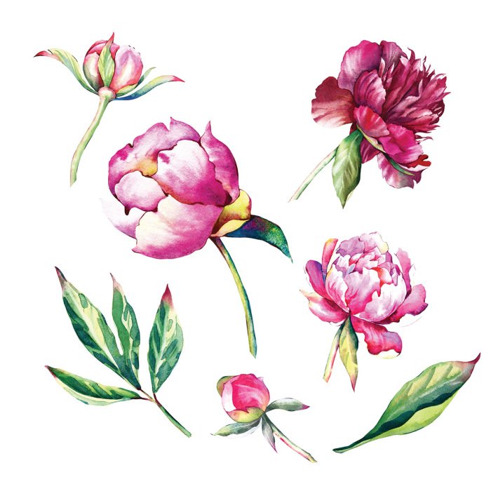 Sticker Roze pioenrozen en groene bladeren in aquarel-stijl.