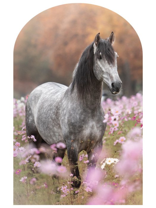 Sticker Een paard staat tussen roze bloemen in een weide.