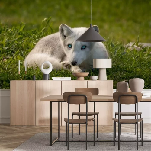 Sticker Witte vos met blauwe ogen