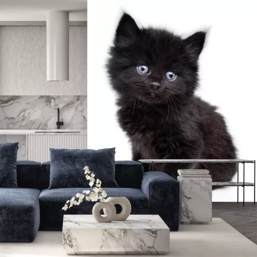 Sticker Zwarte kleine kitten zitten, witte achtergrond