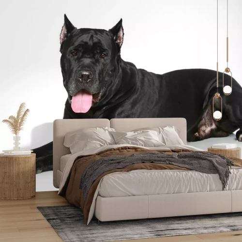 Sticker Cane Corso hond rustend op een witte achtergrond