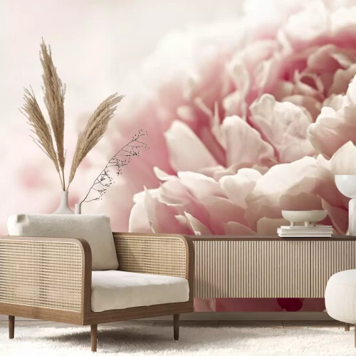 Fotobehang Roze pioenroos in macro close-up