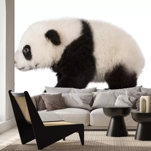 Sticker Giant Panda (4 maanden) - Ailuropoda melanoleuca