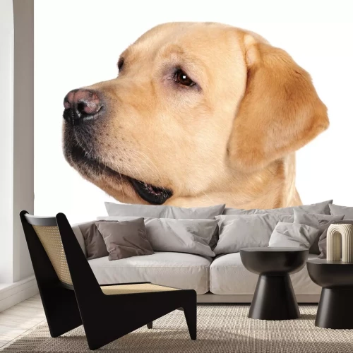 Sticker Portret van een beige labrador