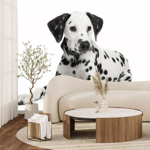 Sticker Dalmatische puppy