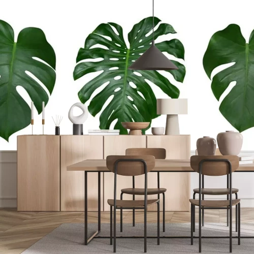 Sticker Monstera plant bladeren, de tropische immergroene wijnstok geïsoleerd op een witte achtergrond, uitknippad inbegrepen