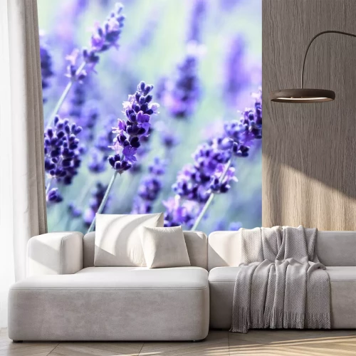 Fotobehang Verse lavendel uit de tuin
