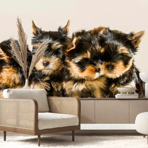 Fotobehang Yorkshire puppy's