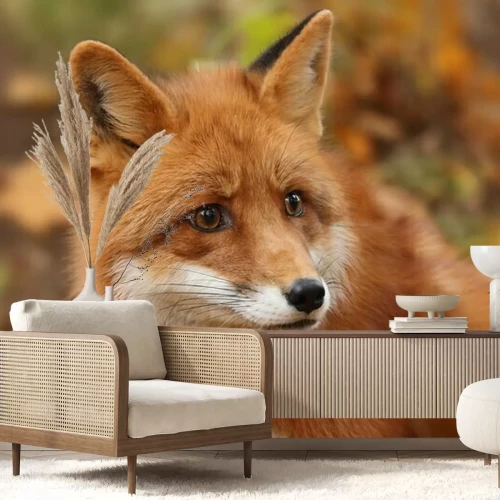 Fotobehang Veldlandschap met een vos