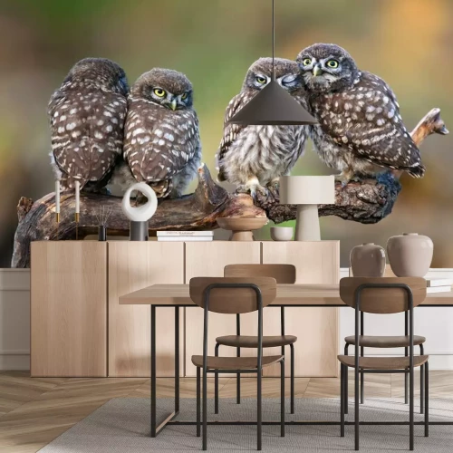 Fotobehang Vier uilen op een tak