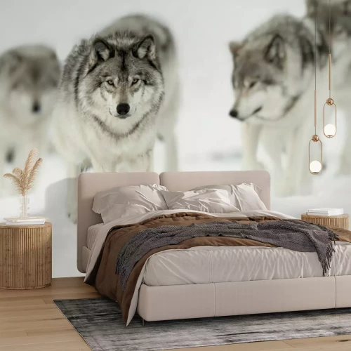 Fotobehang Wolven lopen op een besneeuwde weg