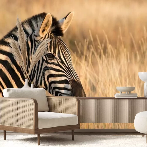 Fotobehang Zebra in een groepje tussen grassen