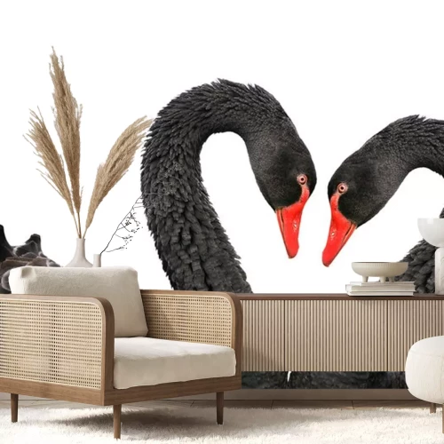 Sticker Zwarte zwanen