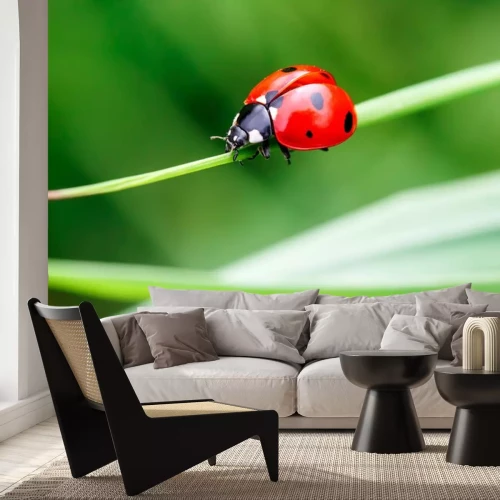 Sticker Lieveheersbeestje op groen gras