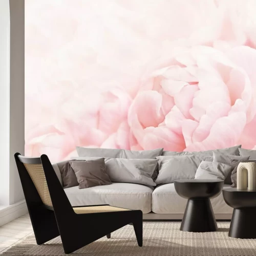 Fotobehang Delicate pioenroos op een roze achtergrond