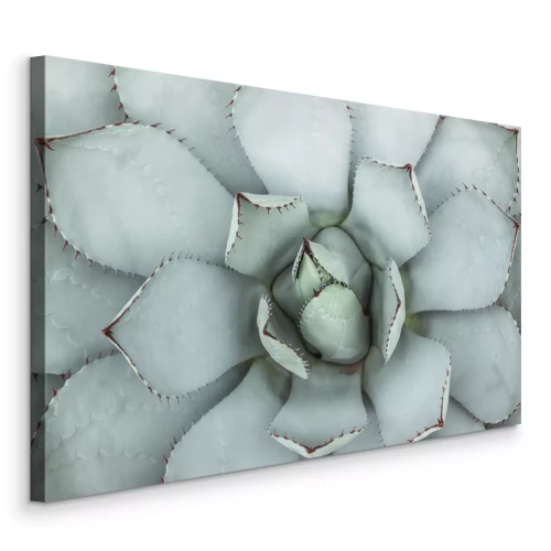 Canvas Een macro-opname van een lichtgroene vetplant