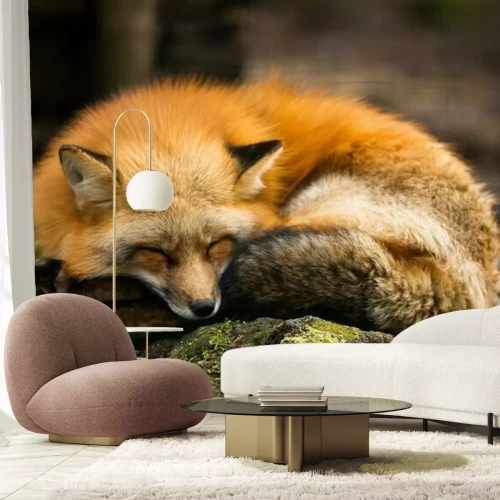 Fotobehang Slapende vos op een steen