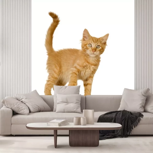 Sticker Ginger Cat kitten voor een witte achtergrond