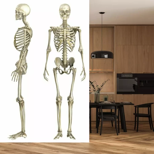 Fotobehang Anatomische Darstellung Menschliches Skelett 1