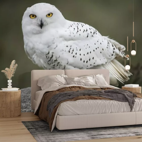 Fotobehang Witte uil op een steen