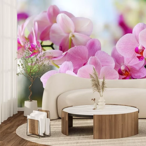 Sticker Poederroze orchidee