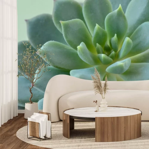 Sticker Macro of succulent plant - Echeveria