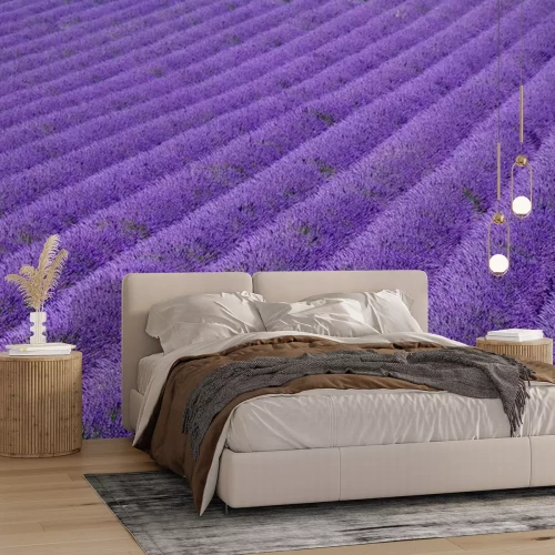 Fotobehang Lavendel in vogelvlucht