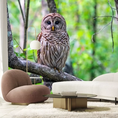 Fotobehang Bosuil op een tak