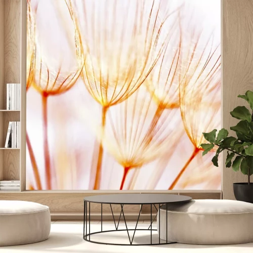 Fotobehang Oranje zaden van paardenbloem