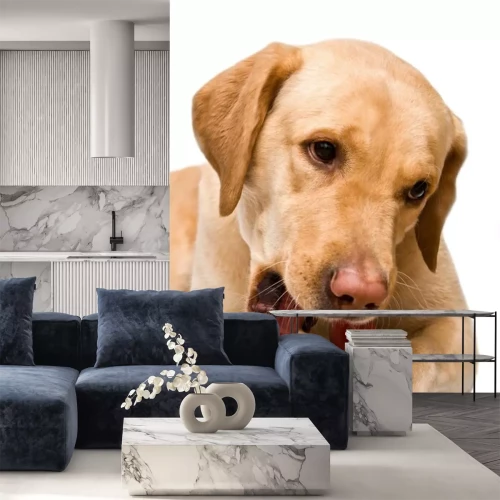 Sticker Hond kauwt op speelgoed