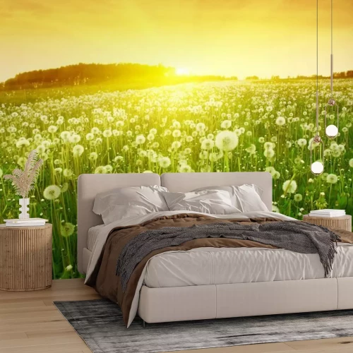 Fotobehang Veld met paardenbloemen bij zonsondergang