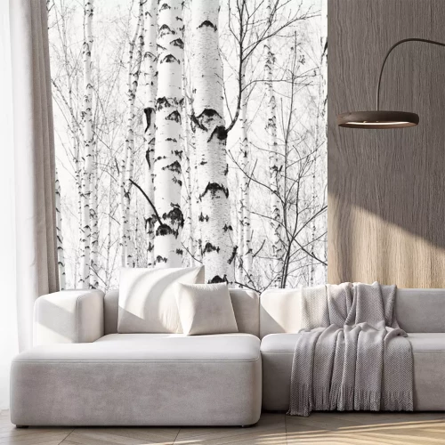 Sticker Zwart-wit foto met witte berken met berkenschors in berkenbos