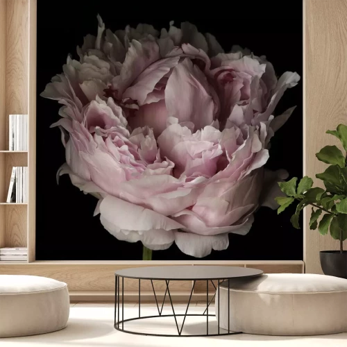 Fotobehang Poederachtige pioenroos op een zwarte achtergrond