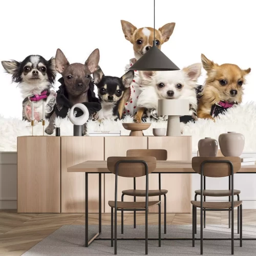 Sticker Chihuahuas gekleed en liggend op wit bont