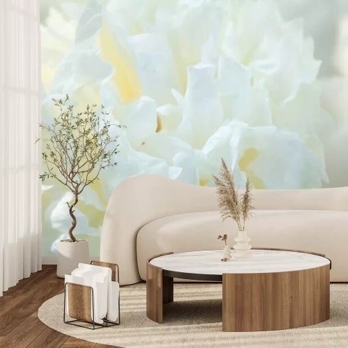 Fotobehang Macrofotografie van een witte pioenroos