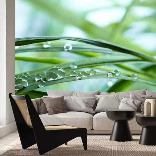 Fotobehang Dauw op het gras op macroschaal