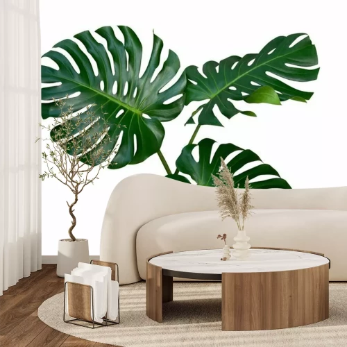 Sticker Monstera-installatiebladeren, de tropische altijdgroene die wijnstok op witte achtergrond, het knippen inbegrepen weg wordt geïsoleerd