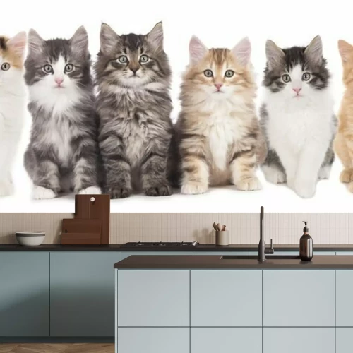 Fotobehang Kleurrijke pluizige kat