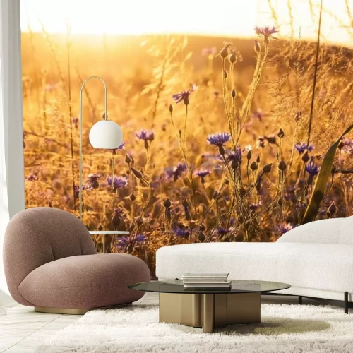 Fotobehang Korenbloemen in een veldweide in de zon